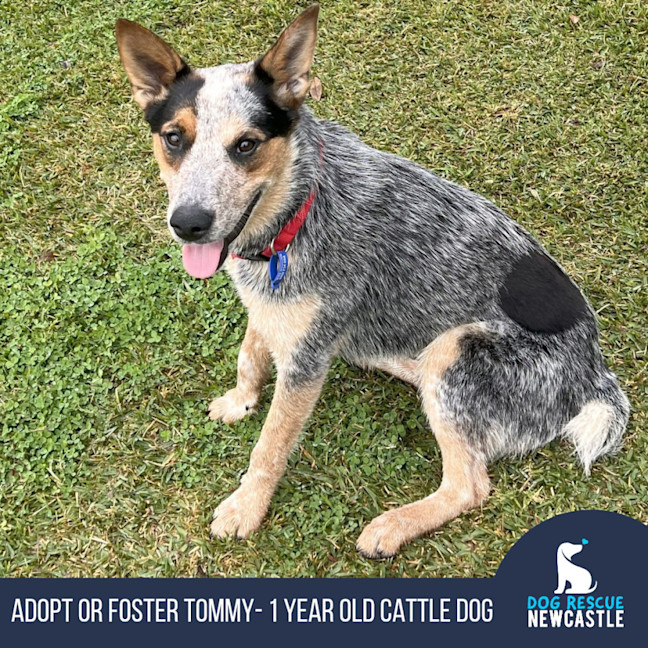 Photo of Tommy ⚽ Stumpy Tail Cattle, 1yo (Adopted 20/7/25)