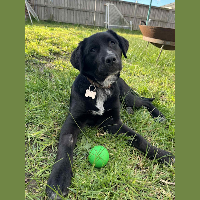 Photo of Roxie