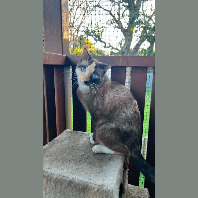 Photo of Crumpet
