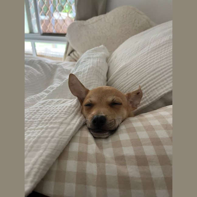 Photo of Django