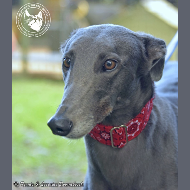 Photo of Sara (No Billy Tea)