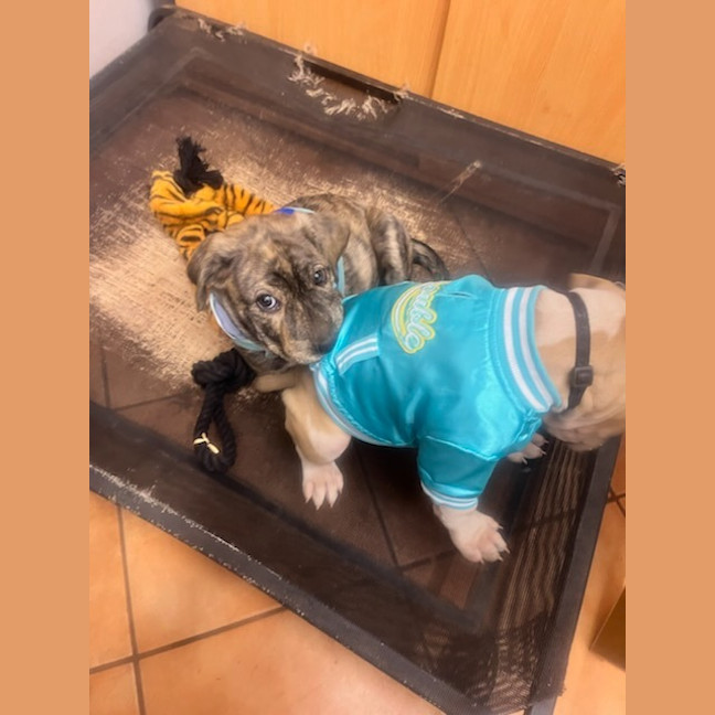 Photo of Uma (Lollie)