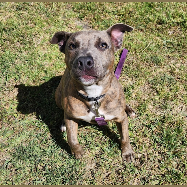 Photo of Mosey (64372)