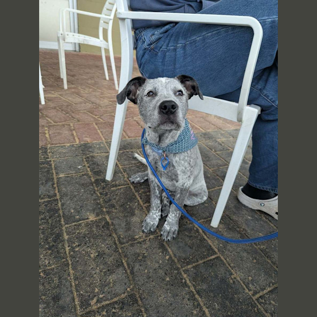 Photo of Diesel 