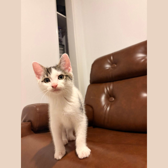 Photo of Lil' Todd
