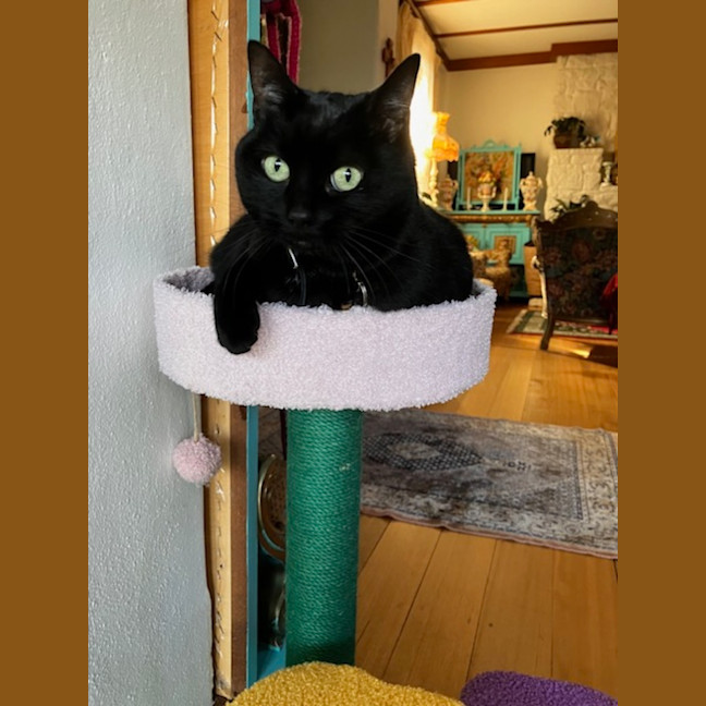 Photo of Luna Kitty   In Foster Care In Mount Martha