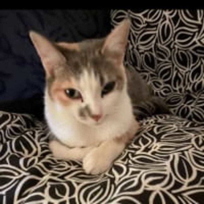 Photo of Cindy *9 Lives Project Rescue*