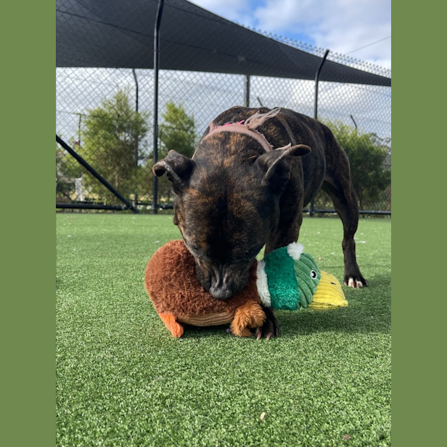 Photo of Luna Imp 1817