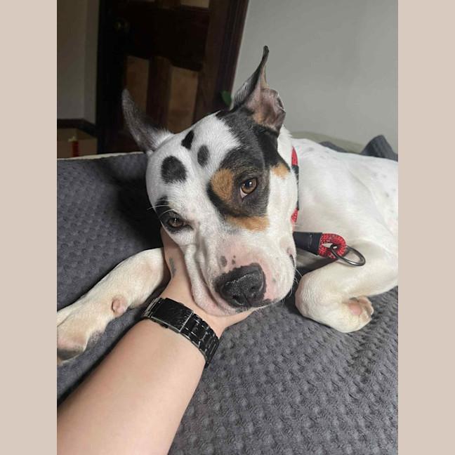 Photo of Demo   2 Year Old Staffy X