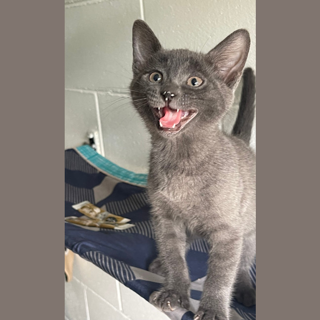 Photo of Odin