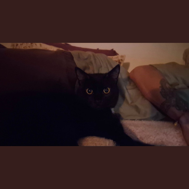 Photo of Onyx (8945)