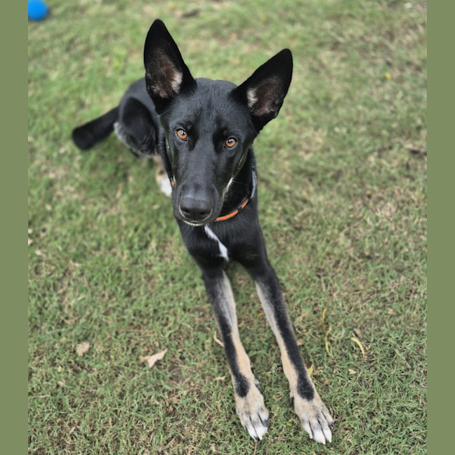 Photo of Atlas