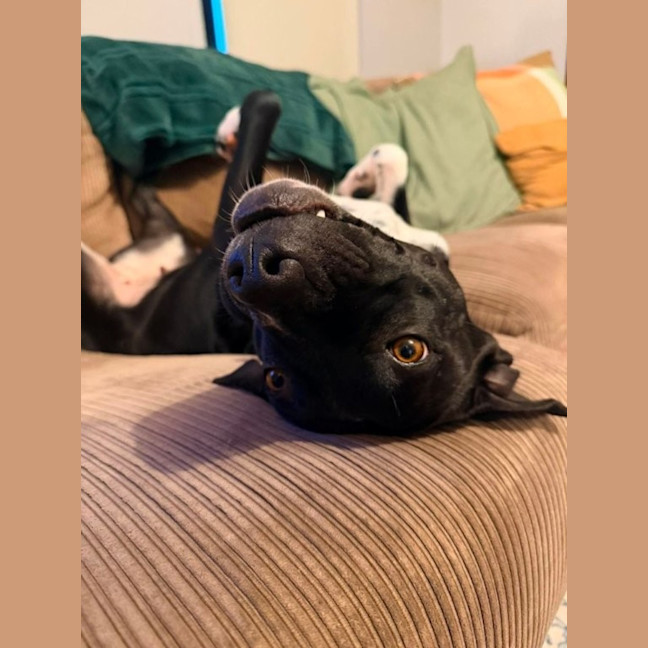 Photo of Sambi   3 Year Old Staffy