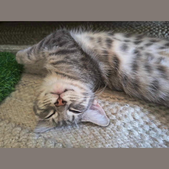 Photo of Bruno / Fruit Loop