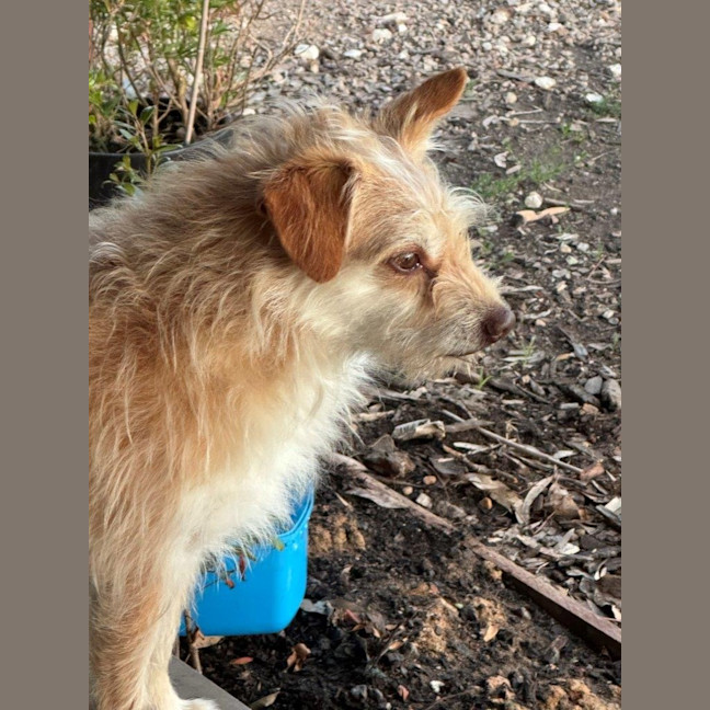 Photo of Buster Bulleau