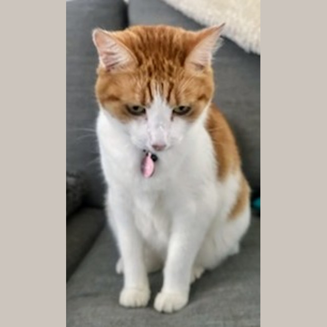 Photo of Peaches