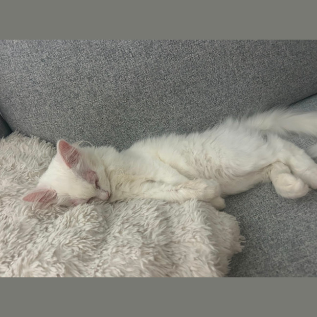 Photo of Marie   12 Week Old Ragdoll X