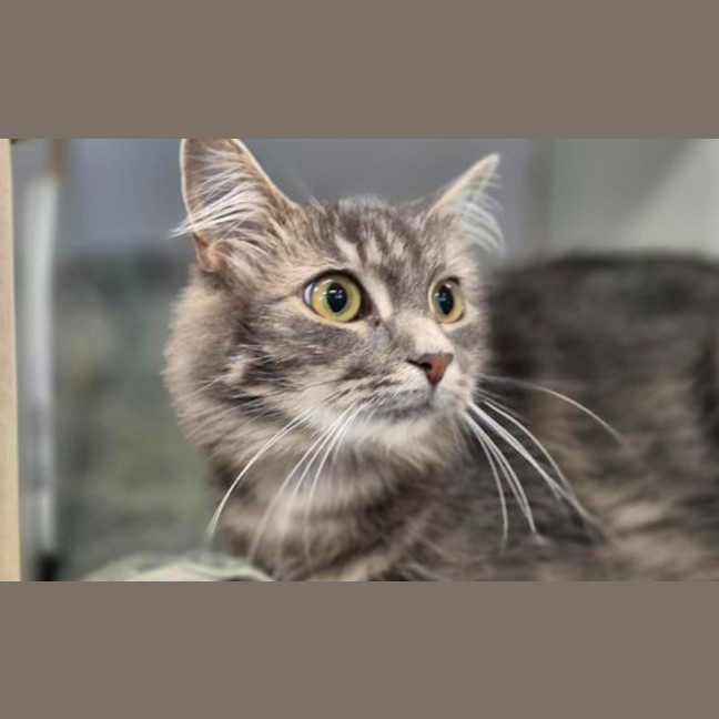 Photo of Luna