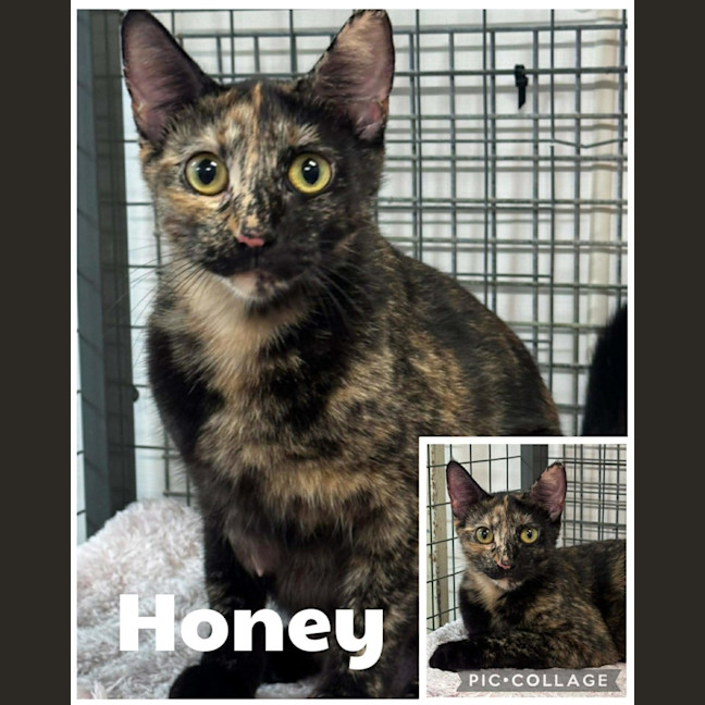 Photo of Honey 