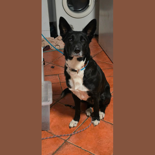 Photo of Luna