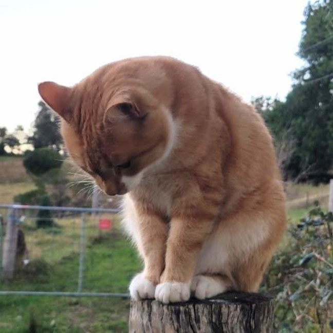 Photo of Findus
