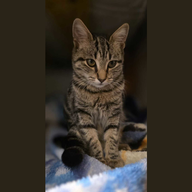 Photo of Willow