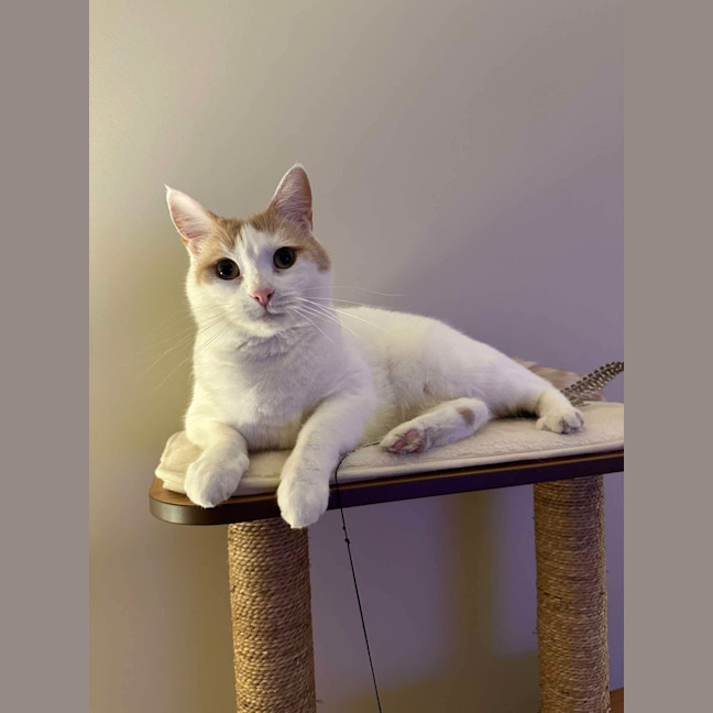 Photo of Whisper (Assisted Rehoming)