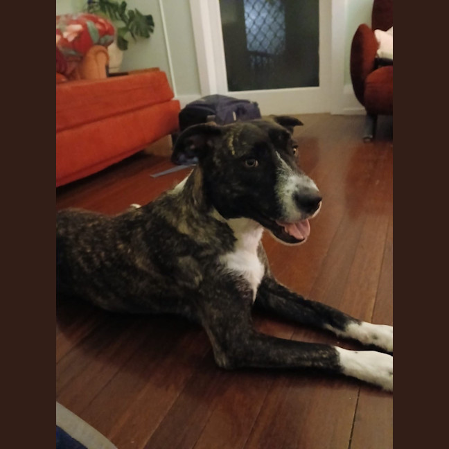 Photo of Zelda
