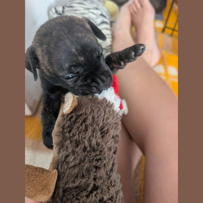 Photo of Soot (Toad)