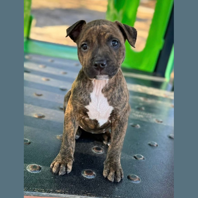 Photo of Queen Of Hearts 