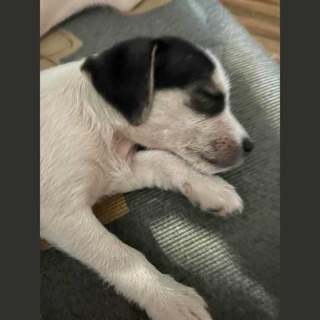 Photo of Louie