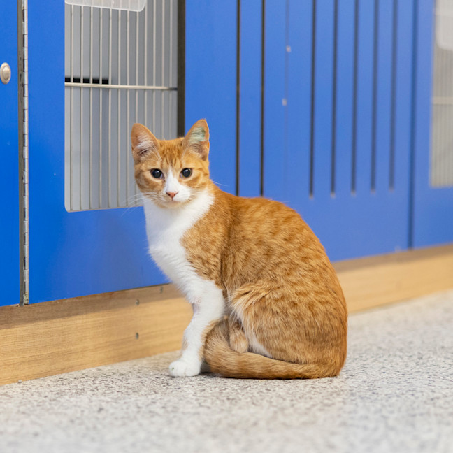 Photo of Molly (Ginger)