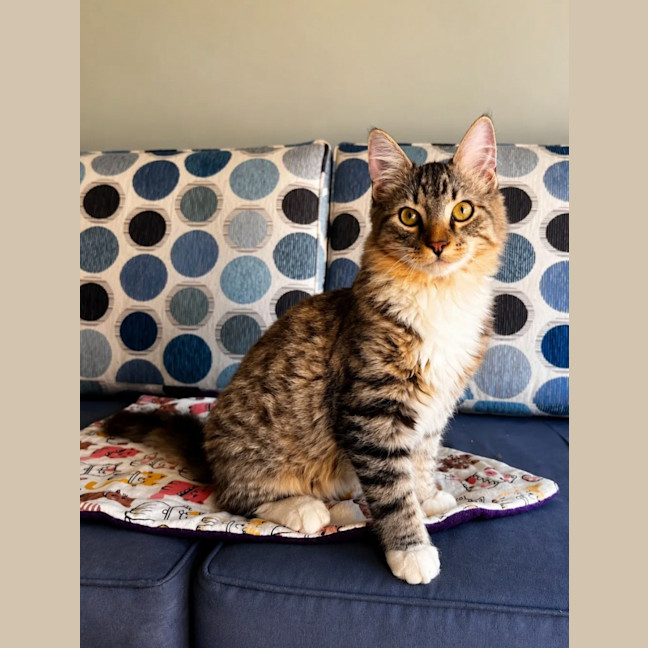 Photo of Scout