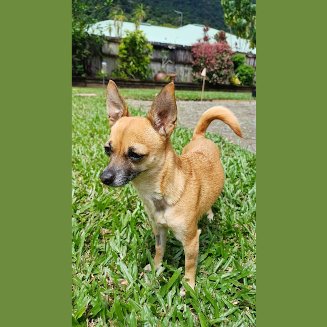 Photo of Gracie 