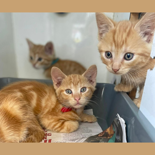 Photo of Cheeto