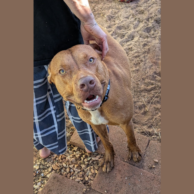 Photo of Samson