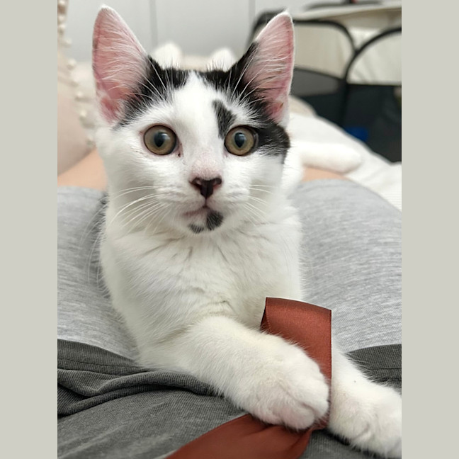 Photo of Pebbles 