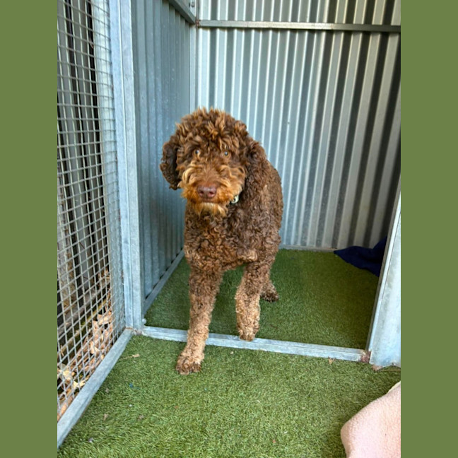 Photo of Truffles