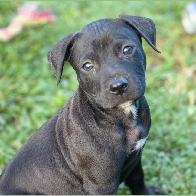 Photo of Togi