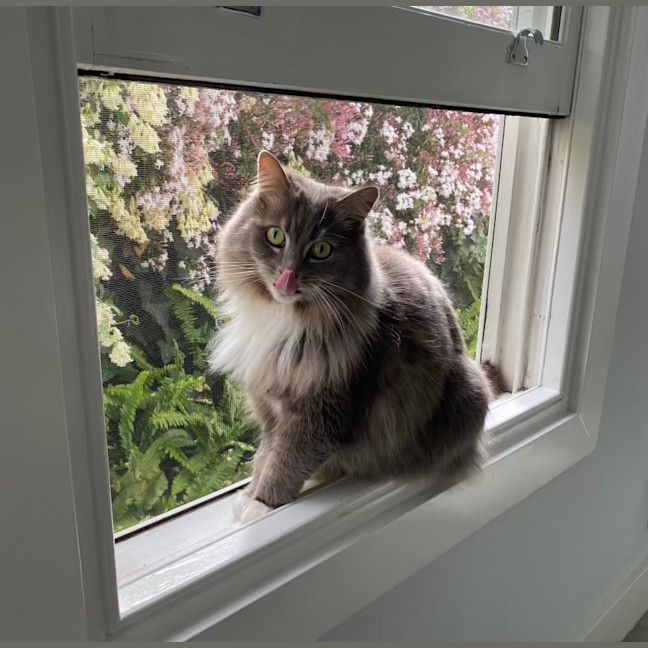 Photo of Bonita   In Foster Care In Brunswick