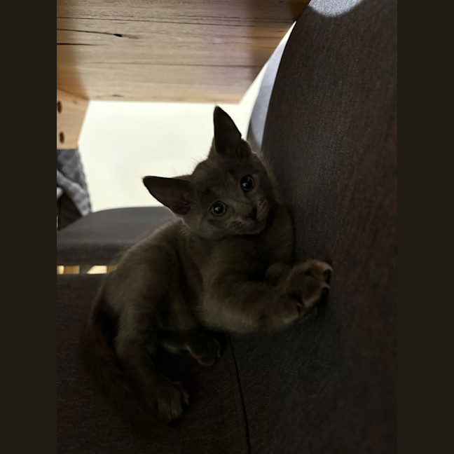 Photo of Henry