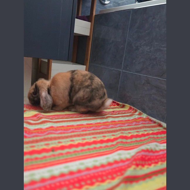 Photo of Peanut