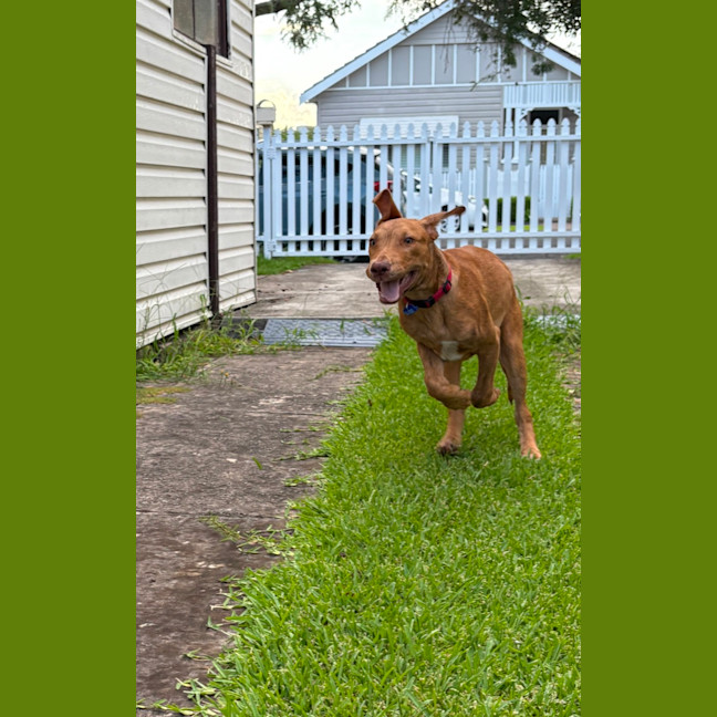 Photo of Woody   1 Year Old Mixed Breed