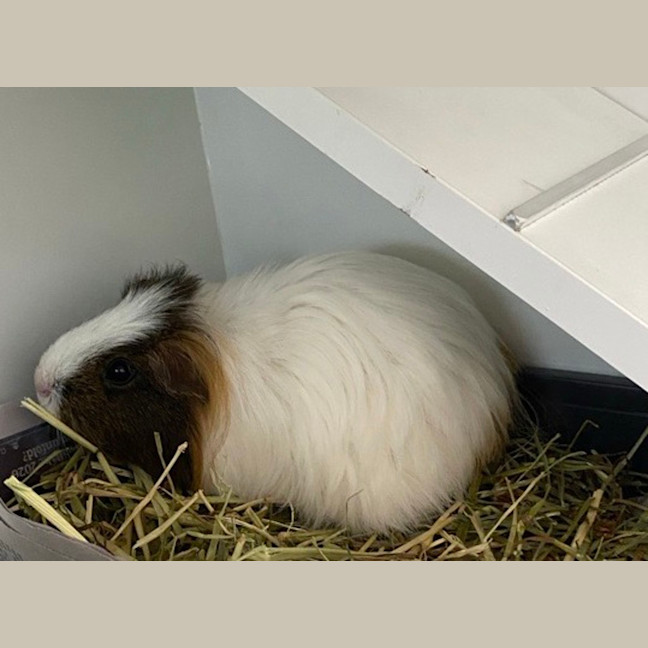 Photo of Milky