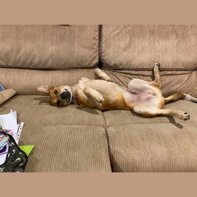 Photo of Banjo