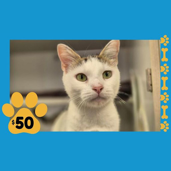 Photo of Snowball