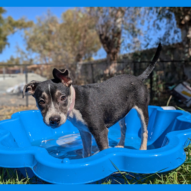 Photo of Sirena