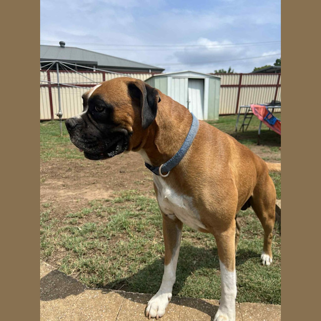 Photo of Barkley