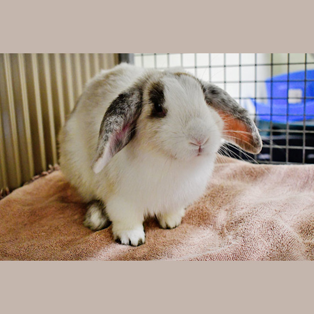 Photo of Harry Hopper