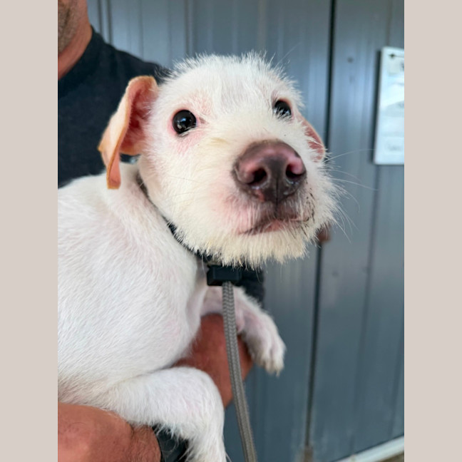 Photo of Pearl